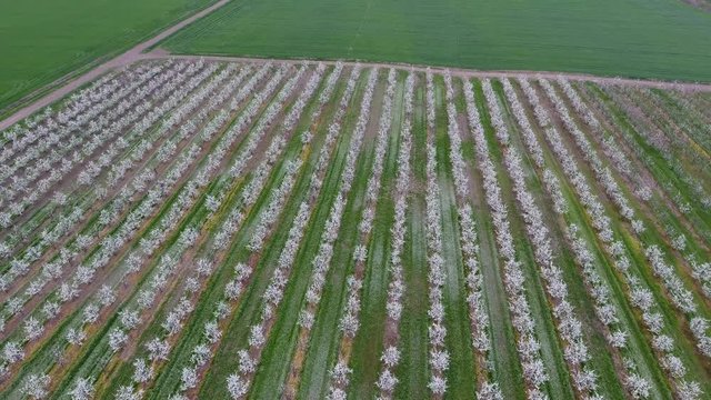 Blossoming young plum garden, top view. Span of the drone over the plum blooming garden
