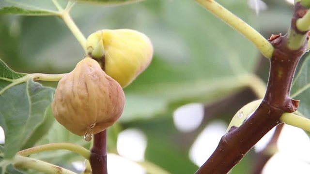 Fig picking villagers