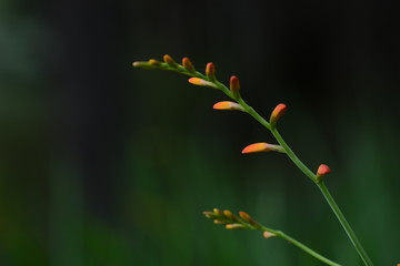 Montbretia (Crocosmia aurea)