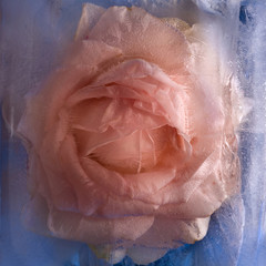  Frozen   pink   rose flower