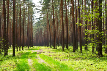 
A road through a pine forest on a sunny spring day. Background.