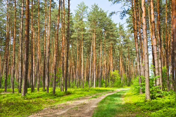 A road through a pine forest on a sunny spring day. Background.