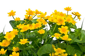 Bouquet of marsh-marigolds on a white background.