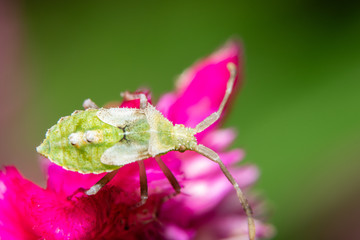 Closeup photo of brown assassin bugs on leaf
