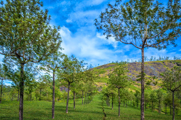 Fototapeta na wymiar Symmetrical Trees on a Valley. Saplings planted in formation near the hill in Kerala, India.