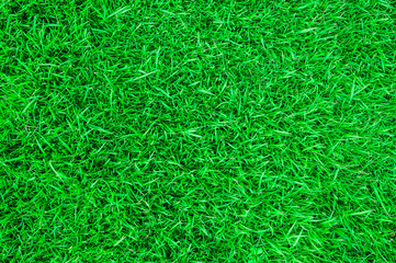 Green lawn for background.