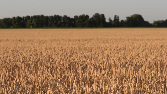 wheat field

