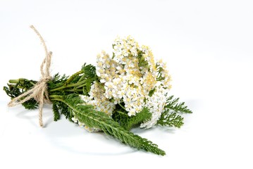 Schafgarbe, Naturheilkunde © behewa