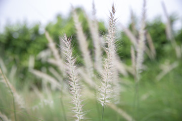 grass flower (poaceae) with a natural green background.