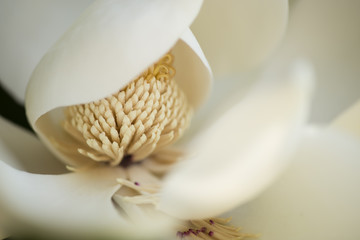 Detail of southern magnolia flower.