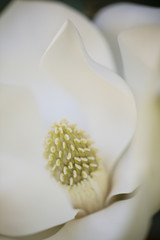 Fototapeta premium Detail of southern magnolia flower.