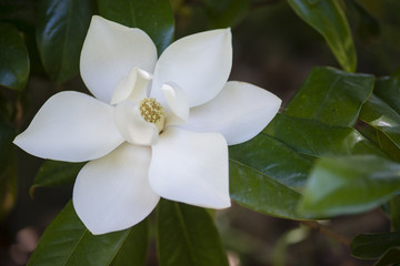 Detail of southern magnolia flower. - obrazy, fototapety, plakaty