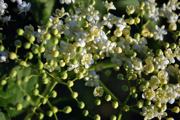 Blooming flowers and small green buds on twig of elderberry on a dark soft bokeh background
