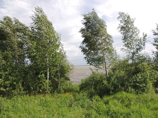 ветер гнет берёзы