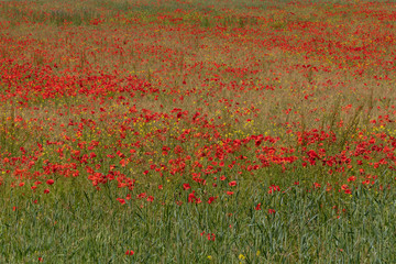 a fallow field of poppies