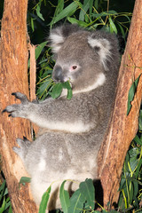 Koala hugs tree feeding