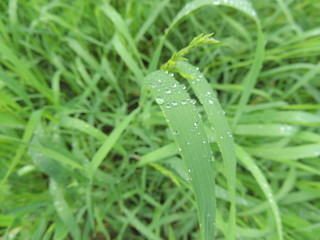 роса на траве