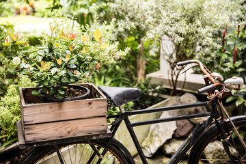 Garden decorations, a vase on an old bicycle