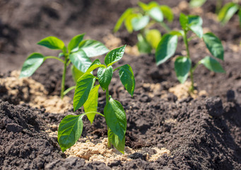 Saplings of paprika in the soil in the garden