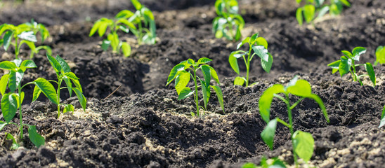 Saplings of paprika in the soil in the garden