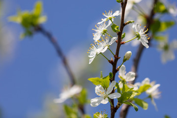 Flowers on the branches of a tree in the nature