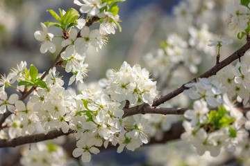 Flowers on the branches of a tree in the nature