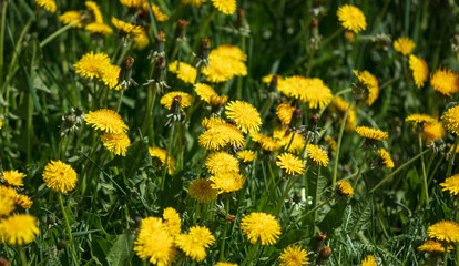 Fototapeta premium Yellow dandelion flowers on nature as background