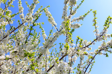 Flowers on the branches of a tree in the nature