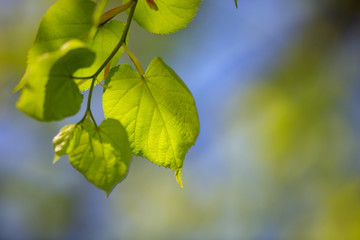 Young green leaves on a tree in spring