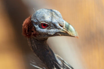 Portrait of a blue bird with a bare neck in the zoo
