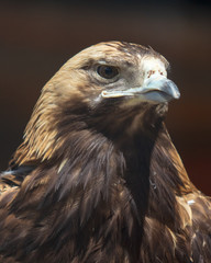 Portrait of an eagle at the zoo