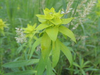 полевые цветы