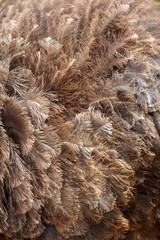 Feathers on an ostrich as an abstract background