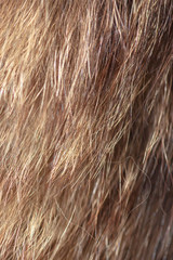 Wool on a cat as an abstract background