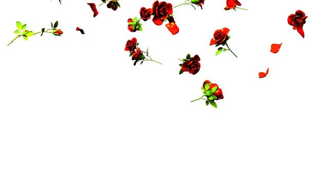 Falling Red Roses On White Background.3DCG render Animation.