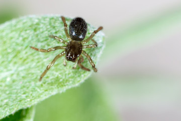 A spider weaves a spider web on green leaves