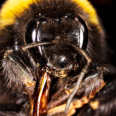 Portrait of a bee on nature