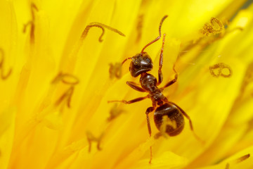 The ant is on a yellow dandelion flower