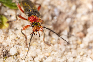Red beetle on the ground in nature