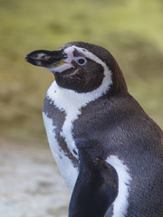 Obraz premium Portrait of a penguin in the nature