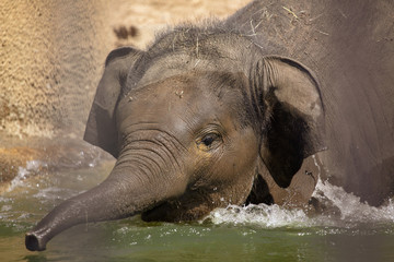 A small elephant is bathed in water