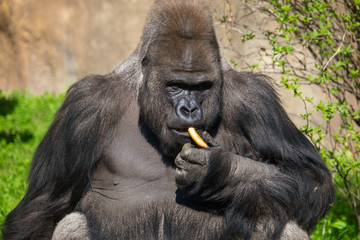 Gorilla eats bread in her hand in the park