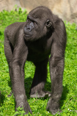 Portrait of a gorilla in the park
