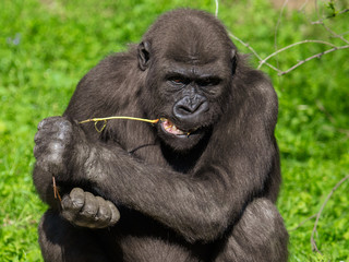 Gorilla eats a branch in the park
