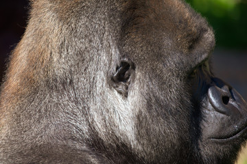 Portrait of a gorilla in the park