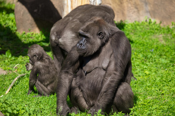 Family of gorillas in a park
