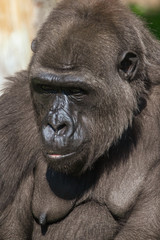Portrait of a gorilla in the park