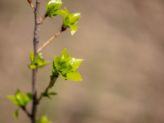 Kidney leaves on a tree in the spring