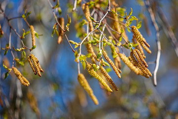 Flowers on a birch tree in the spring