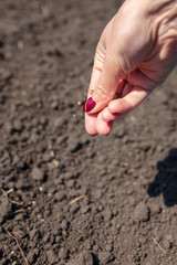 A woman planting seeds in the soil in the garden